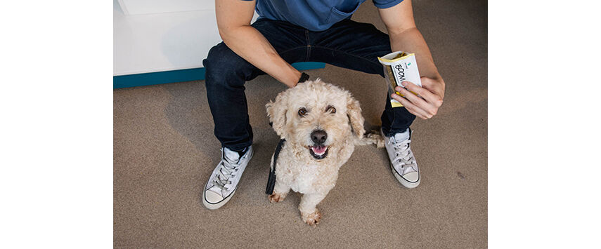 Healthcare and Supplement Products for Pets